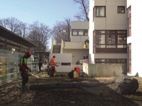 (1) Die Männer mit den Kettensägen machten den ersten Bäumen auf dem Keplerareal den Garaus..jpg